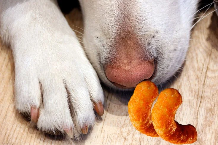 ¿Por qué tu perro huele a frituras? 🐶🧀