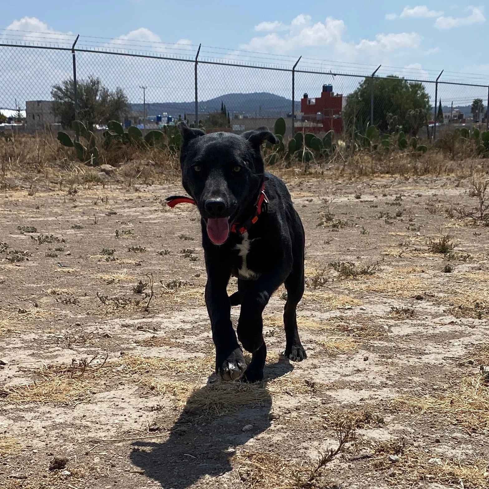 Oreo