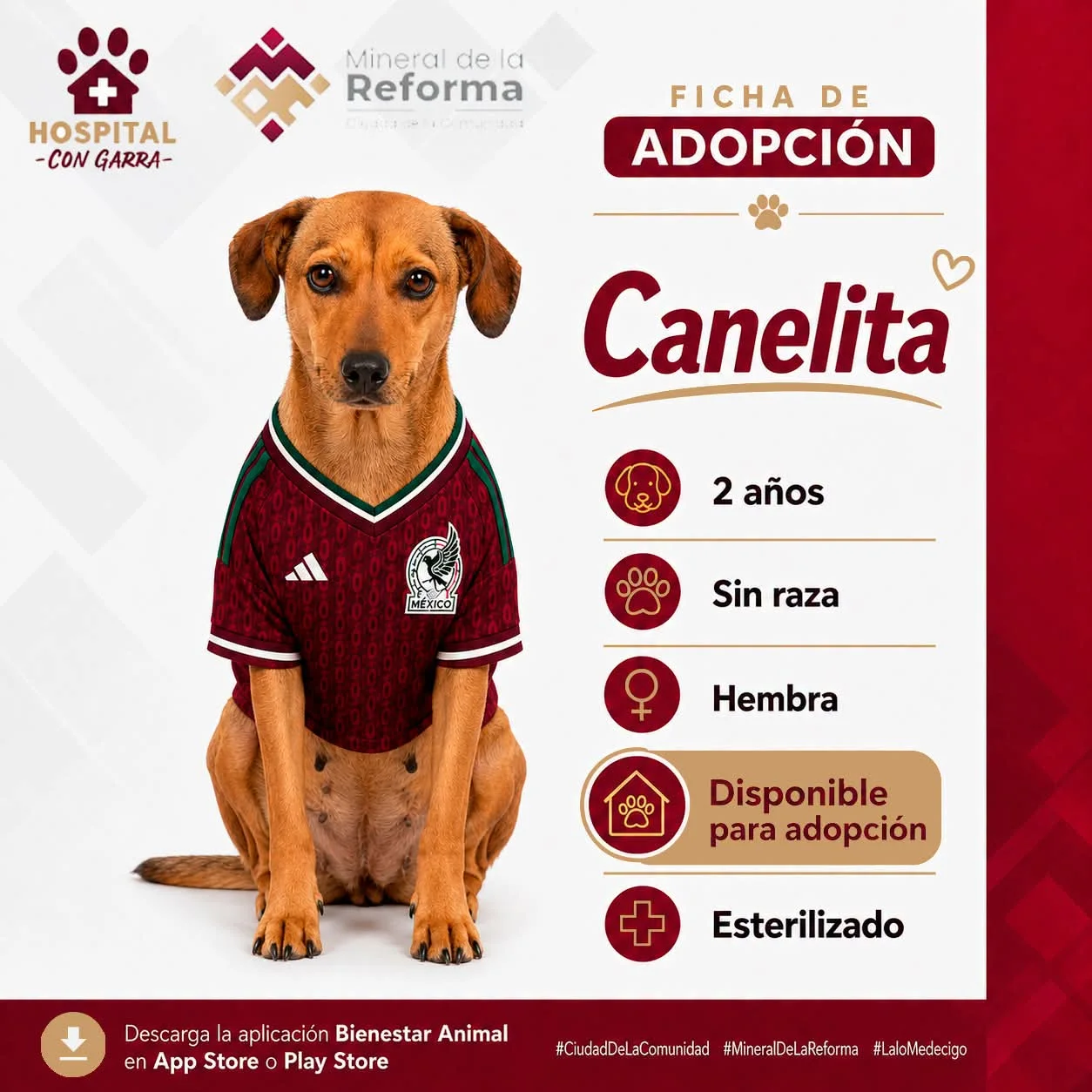 CANELITA
